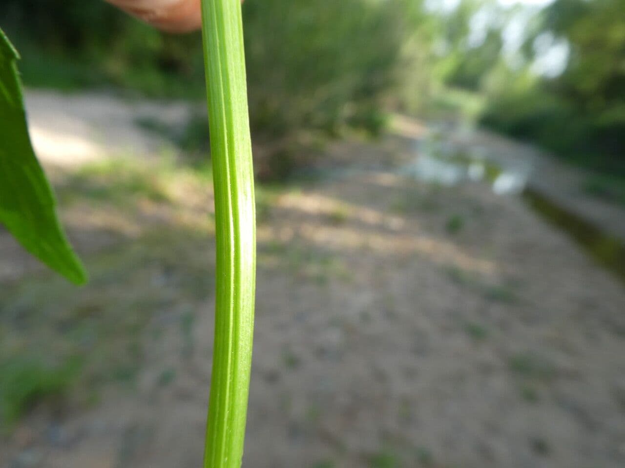 Valeriana comune 21
