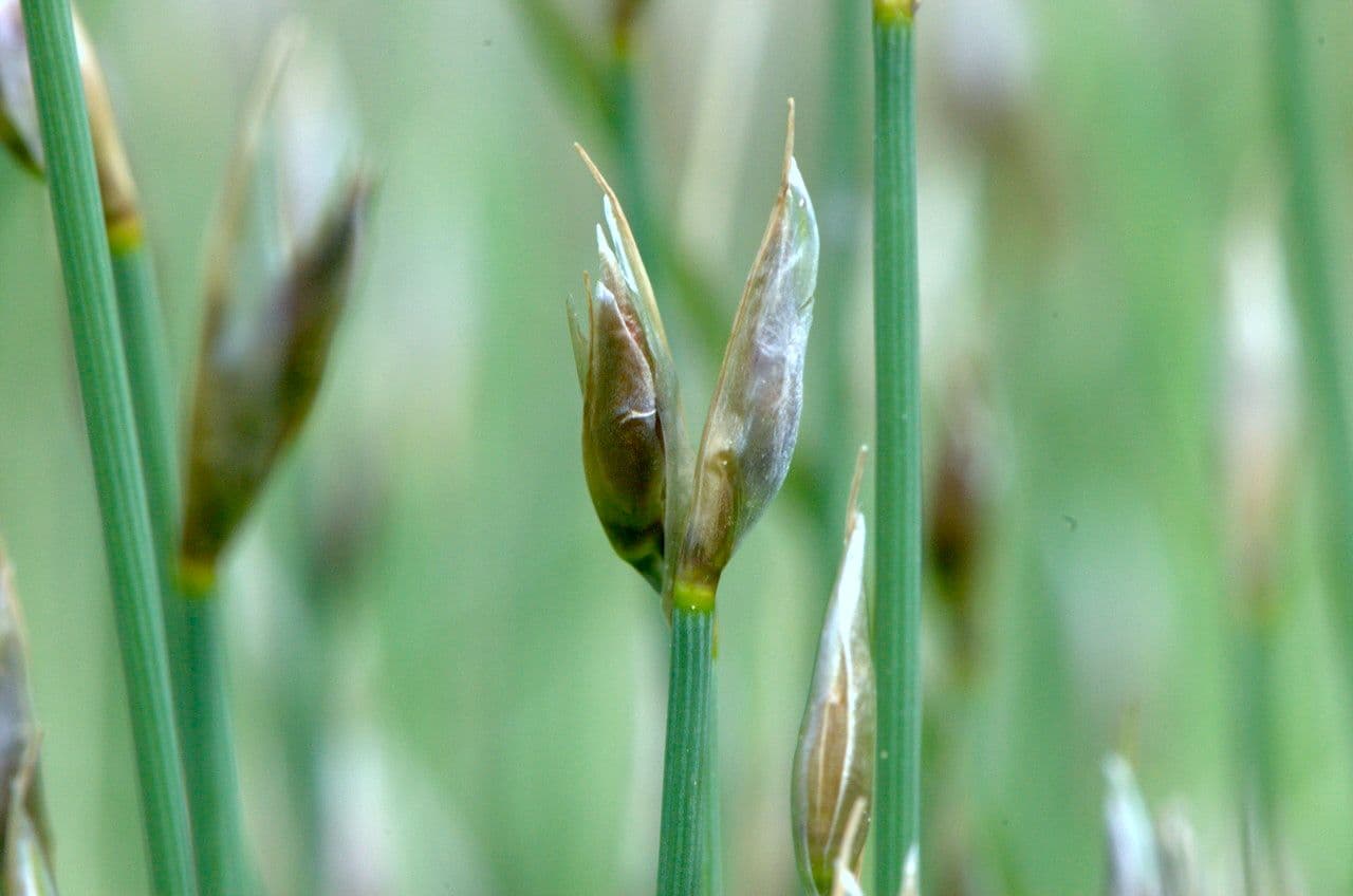 Afillante 3