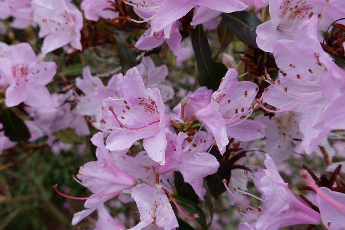 Rododendro 2