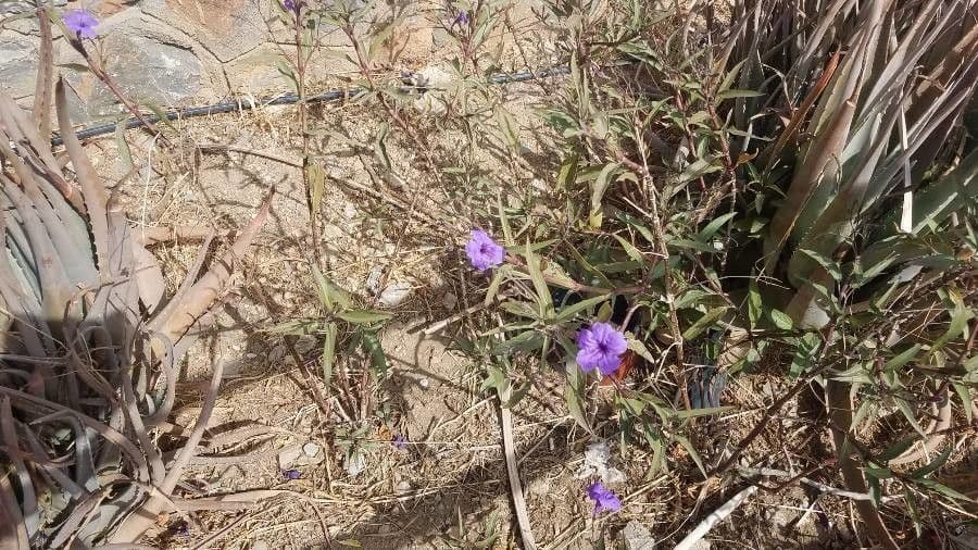 Ruellia nudiflora
