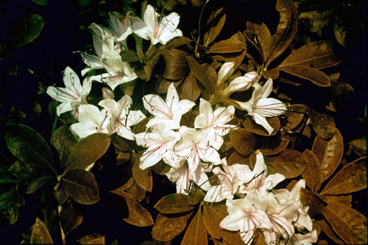 Azalea dolce 4