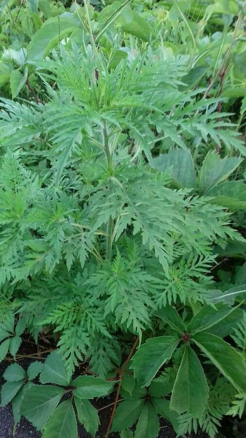 Ambrózia palinolistá 20