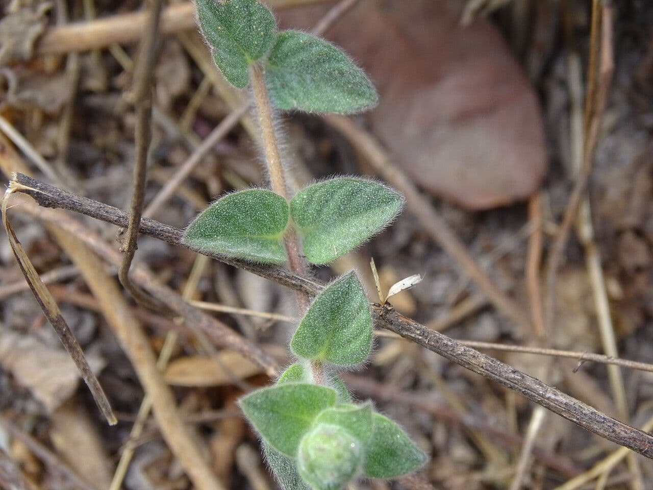Nelsonia canescens 15
