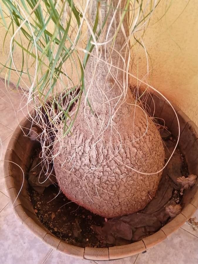 Beaucarnea 24