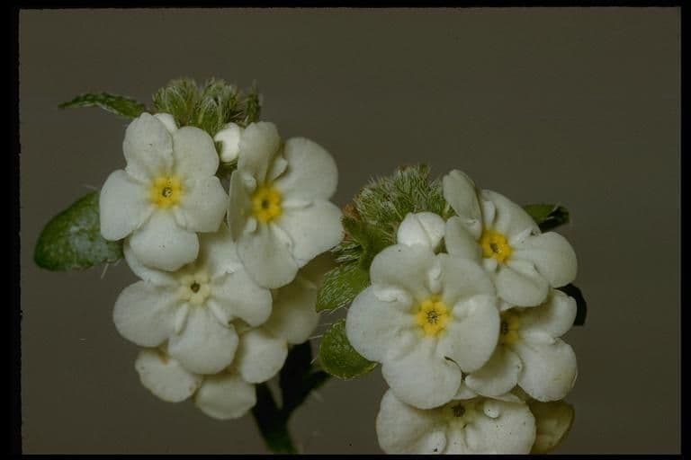Plagiobothrys chorisianus 3