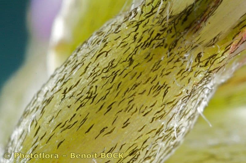 Astragalus 14