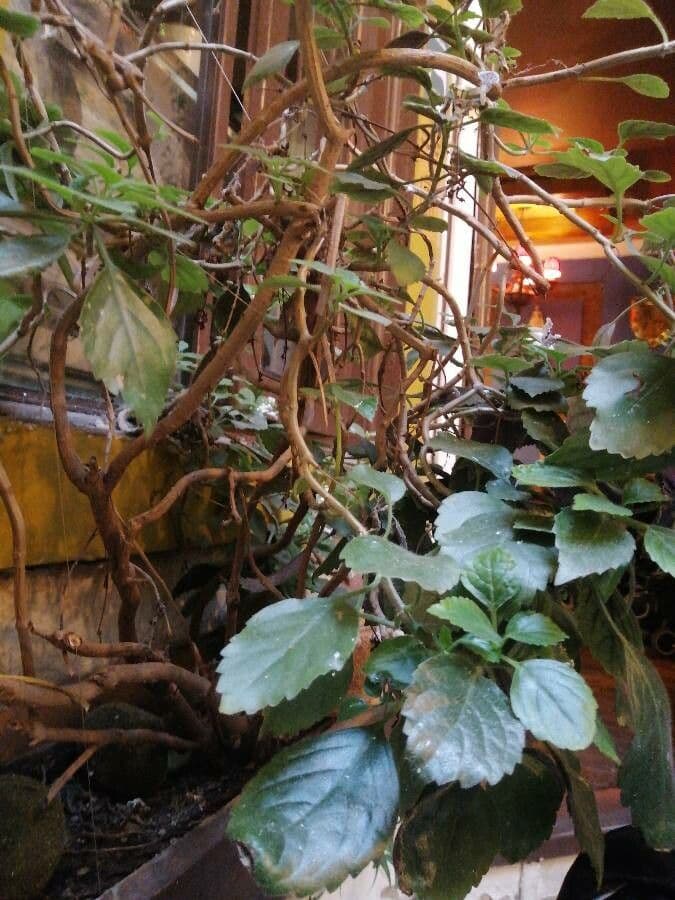 Plectranthus 14