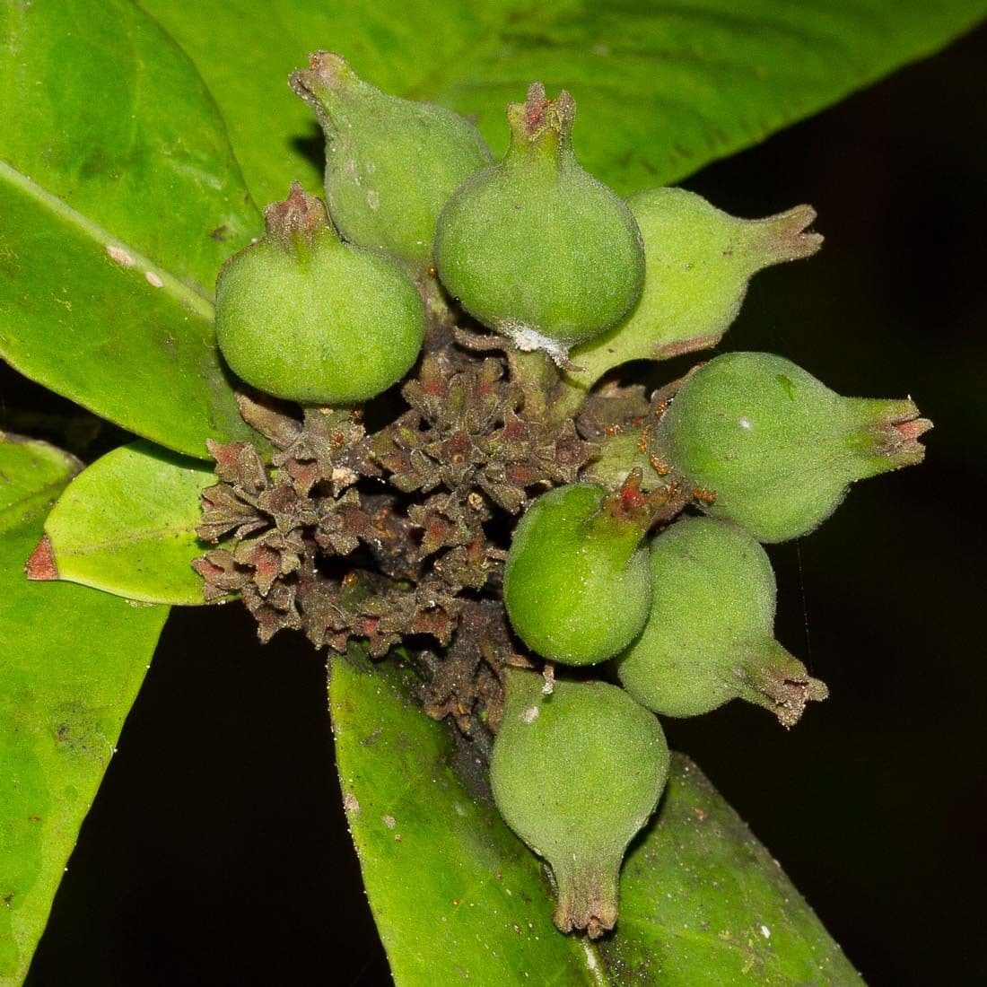 Ixora 2