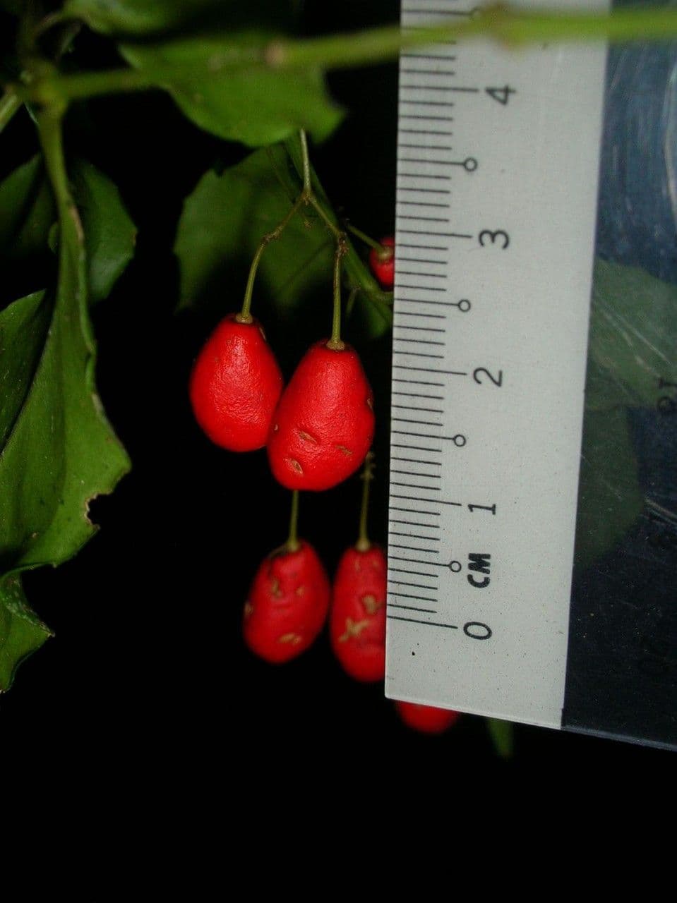 Crossopetalum 2