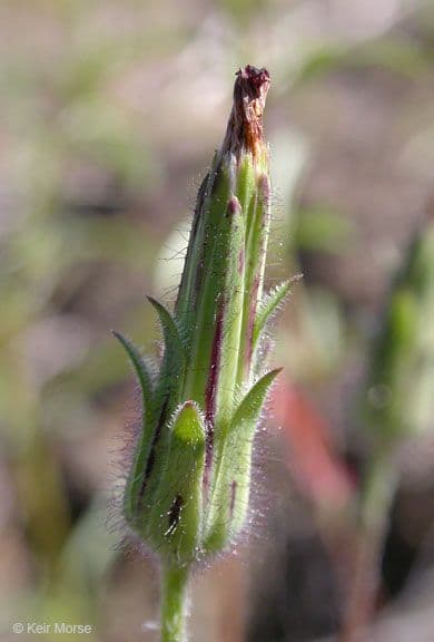 Agoseris annuale 5