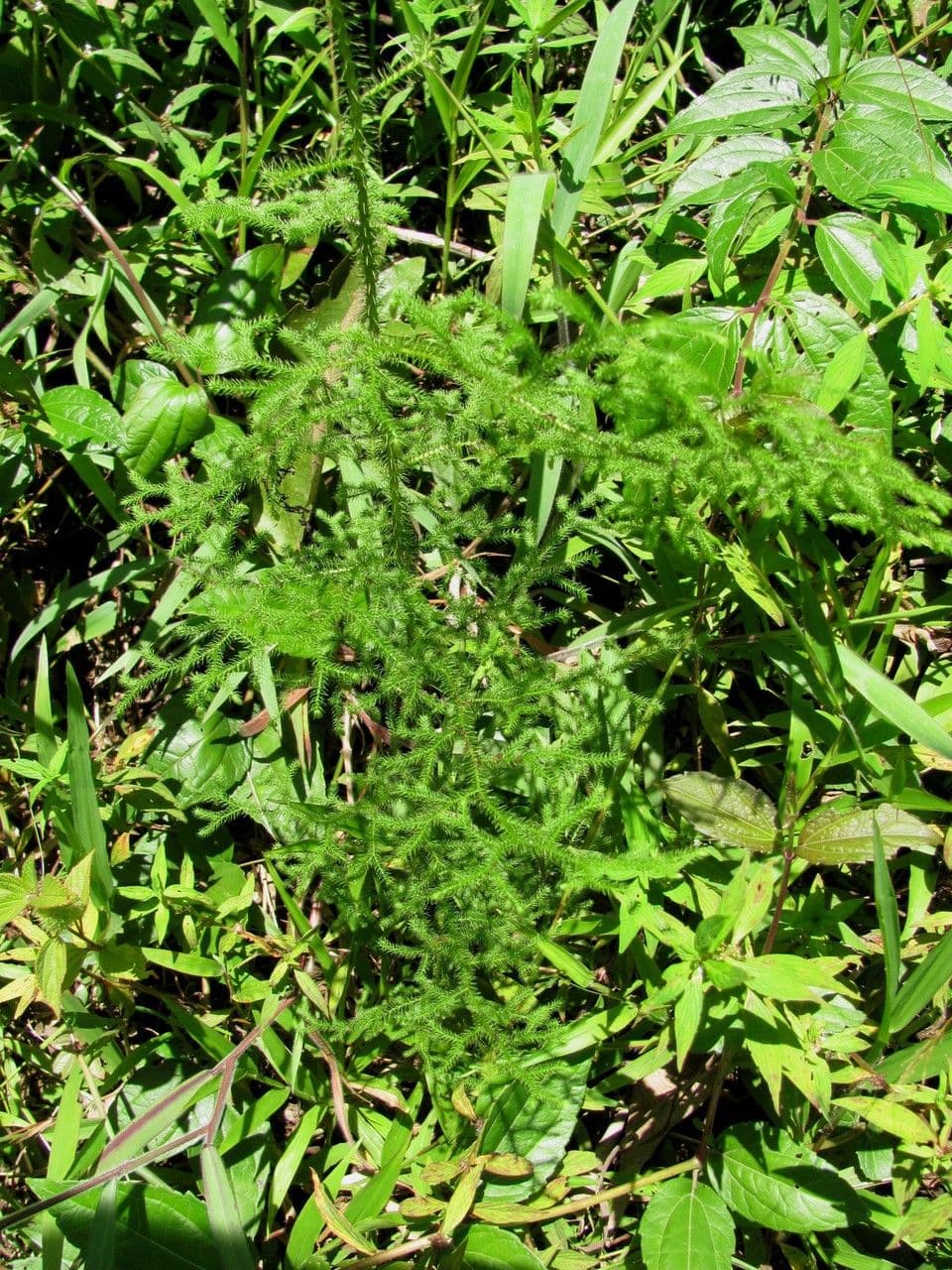 Lycopodiella cernua 5