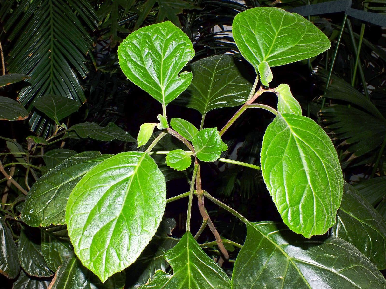 Bartlettina sordida 11