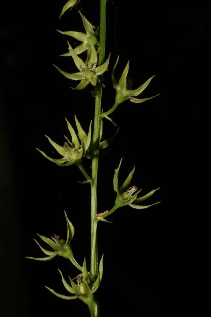 Stenanthium trávolisté