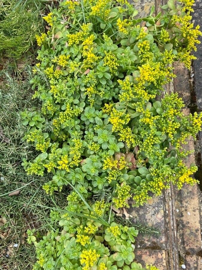 Sedum 2