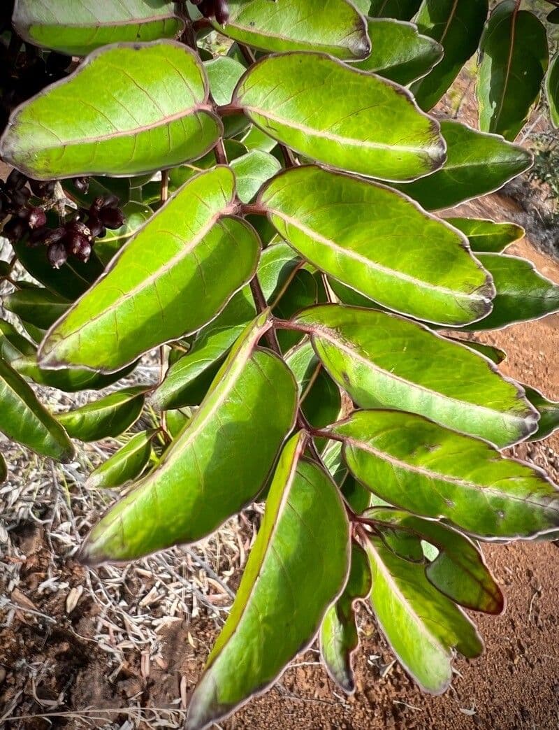 Polyscias 12