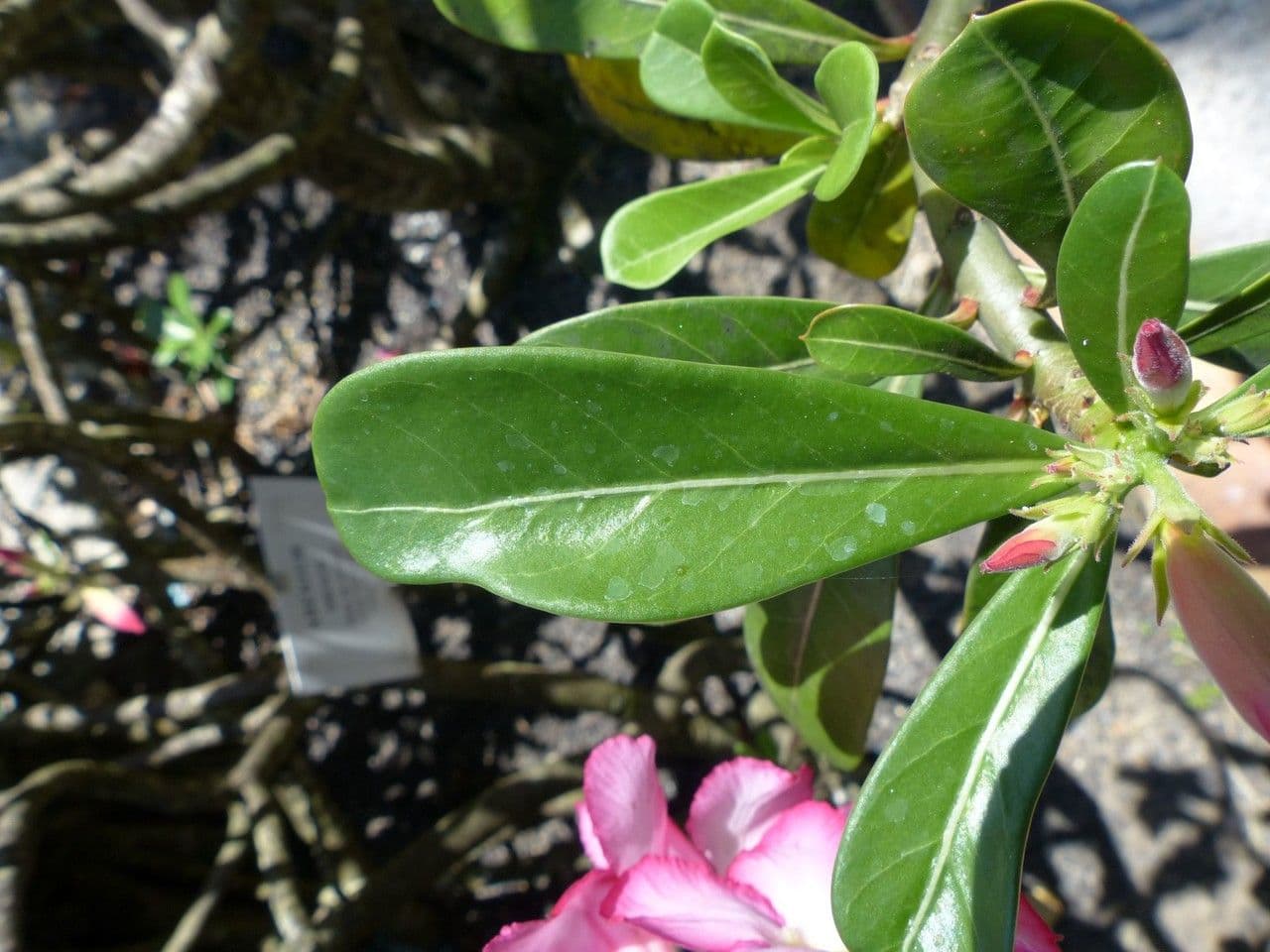 Adenium 17