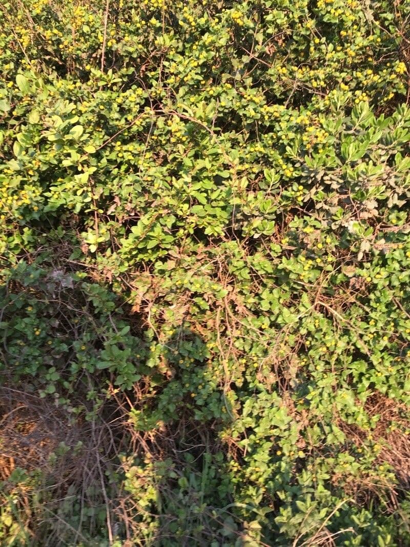 Podanthus 6