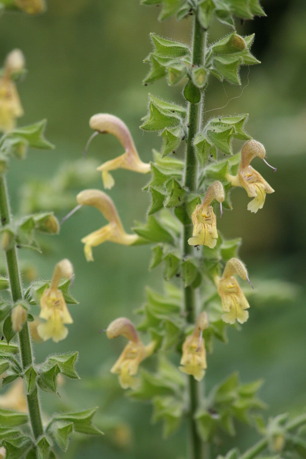 Salvia 3