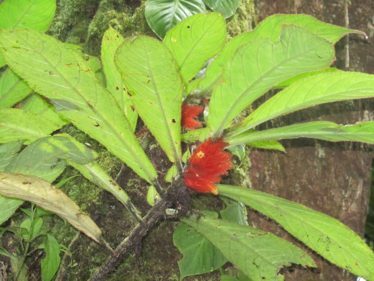 Columnea 5