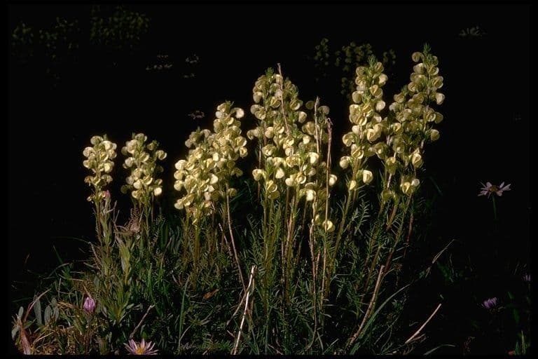 Pedicularia 7