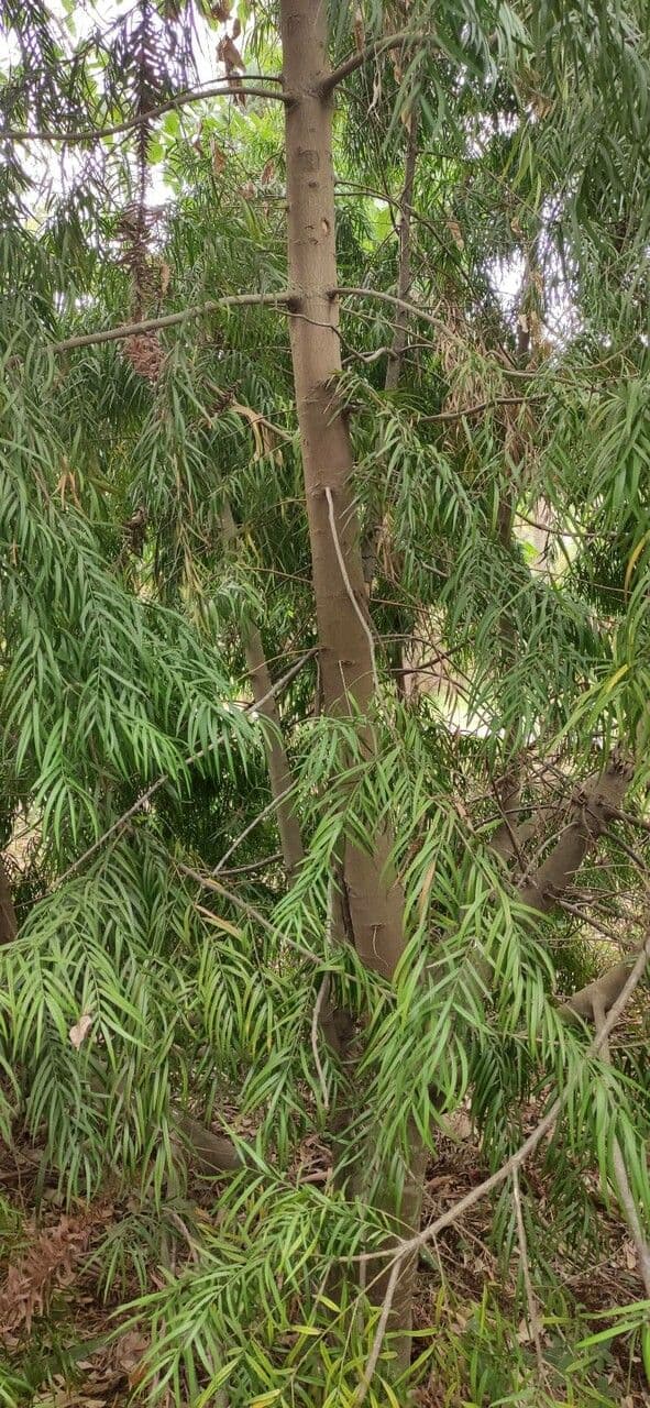 Afrocarpus 9