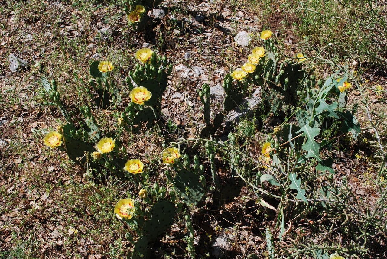 Westliche Feigenkaktus 15