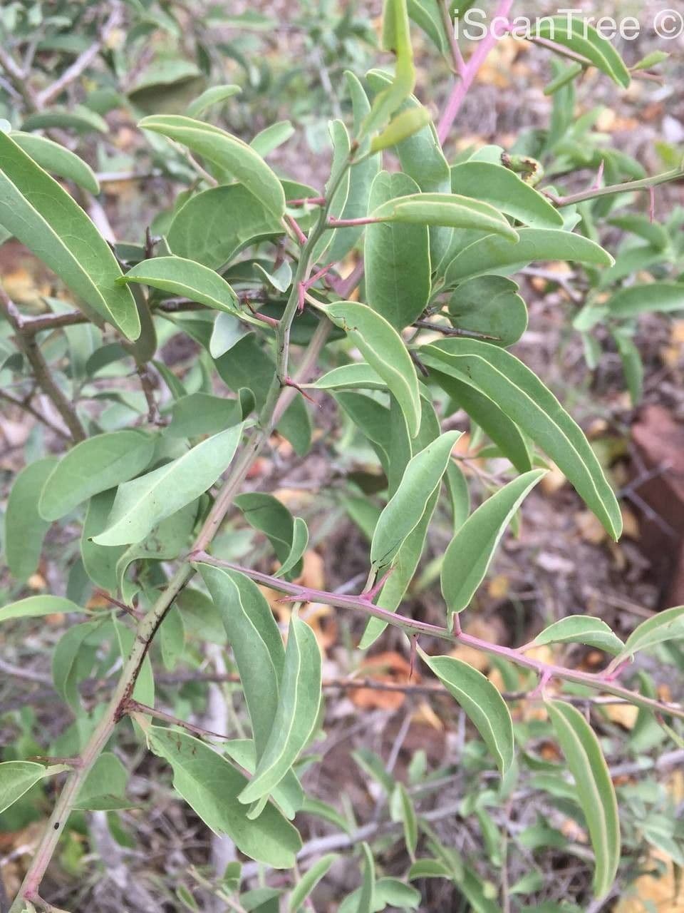Ximenia caffra 4