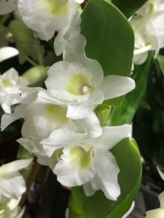 Vavřínovitý dendrobium 4