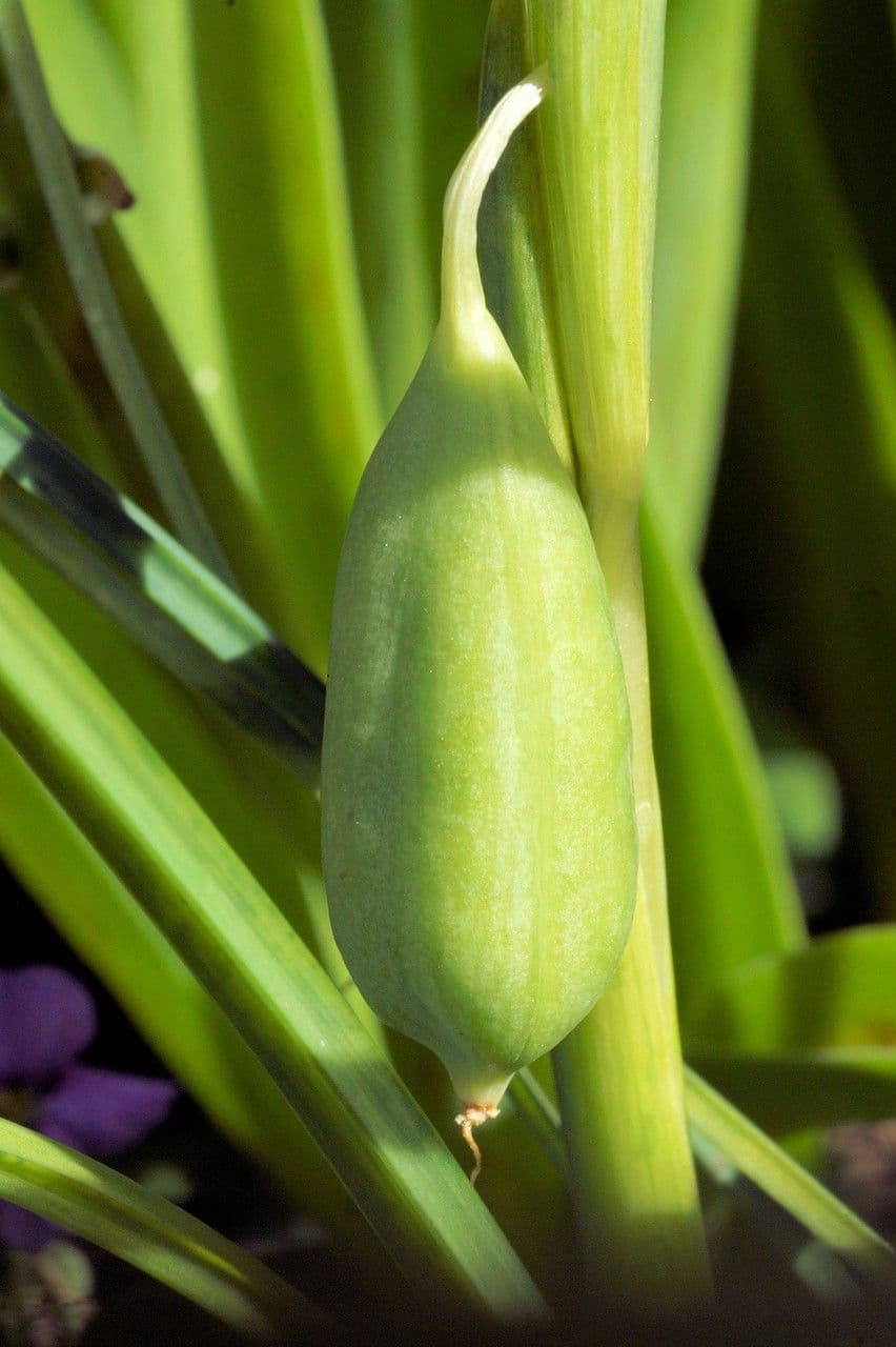 Iris tuberoso 5