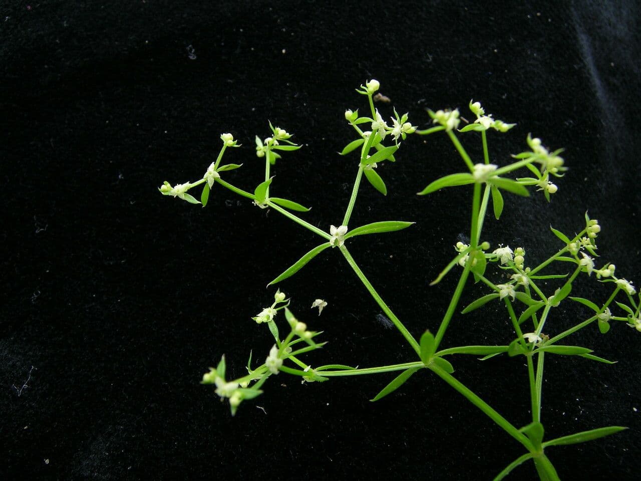 Galium asperifolium 4