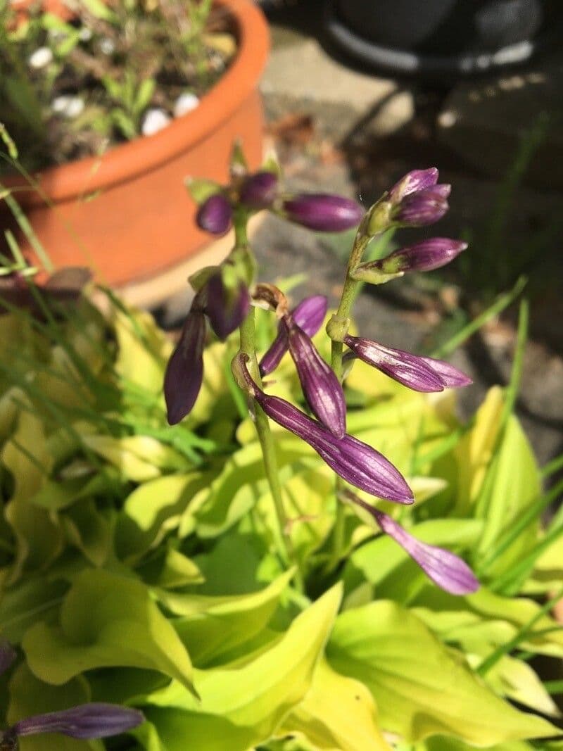 Hosta Siebolda