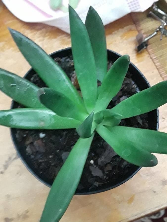 Dudleya 14