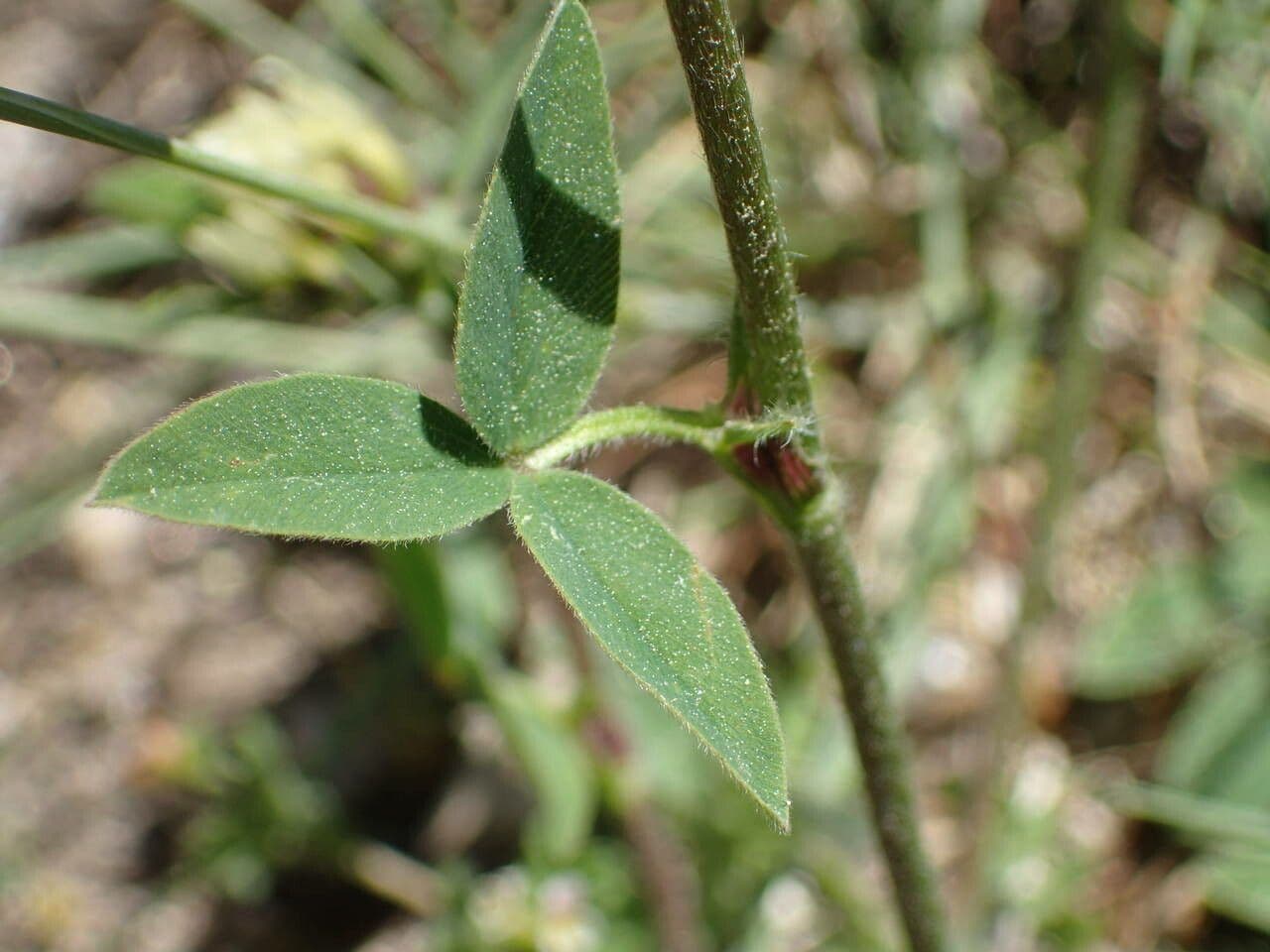 Sulphur clover 16