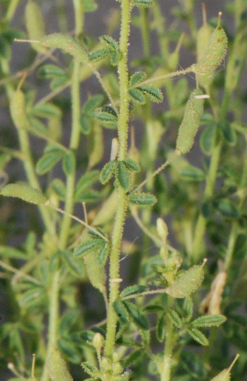 Cleome a frutto corto 13
