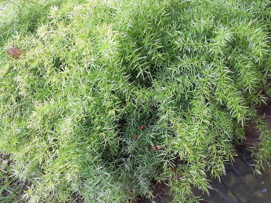 Garten-Spargel