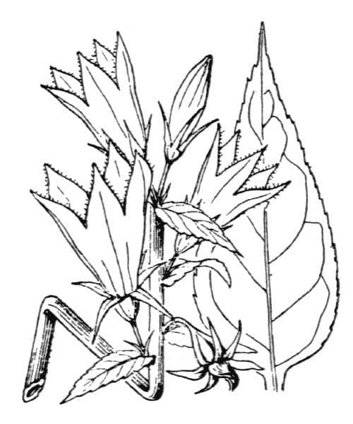Breitblättrige Glockenblume 27