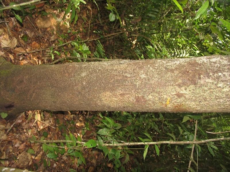 Rhodostemonodaphne 10