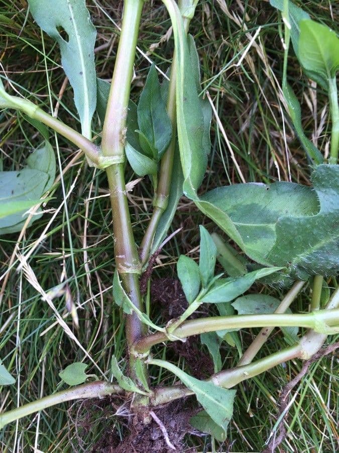 Poligono persicaria 28