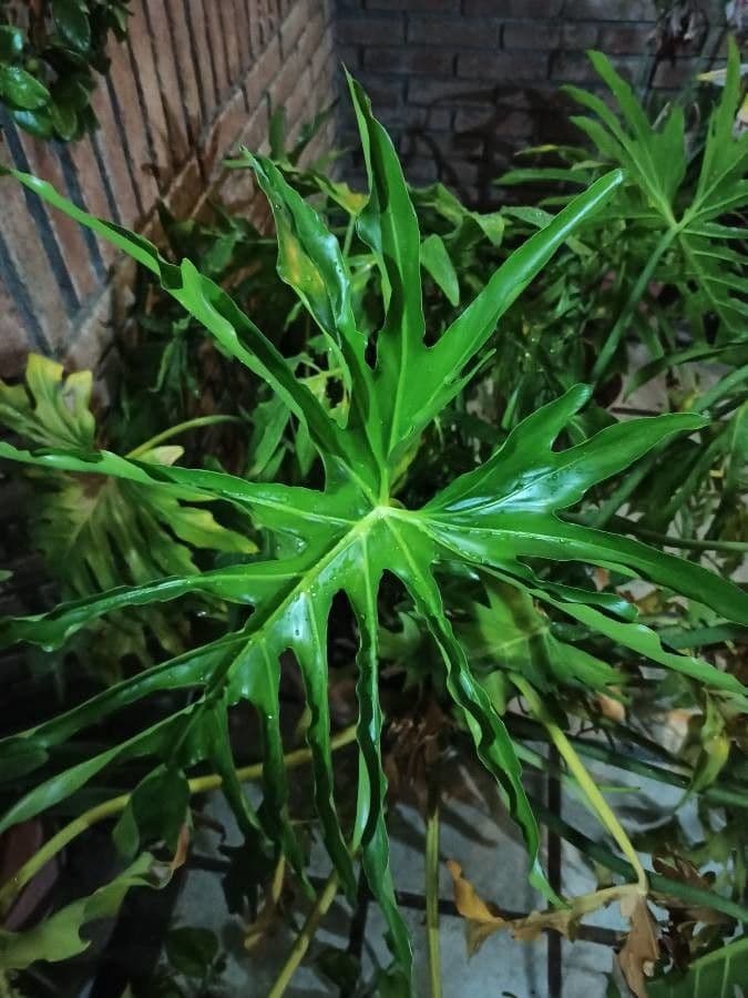 Philodendron 7