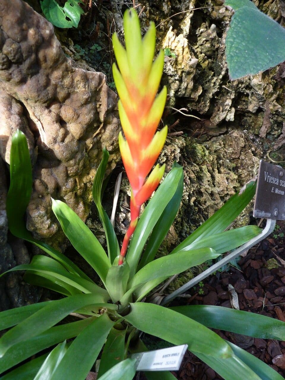 Vriesea 11