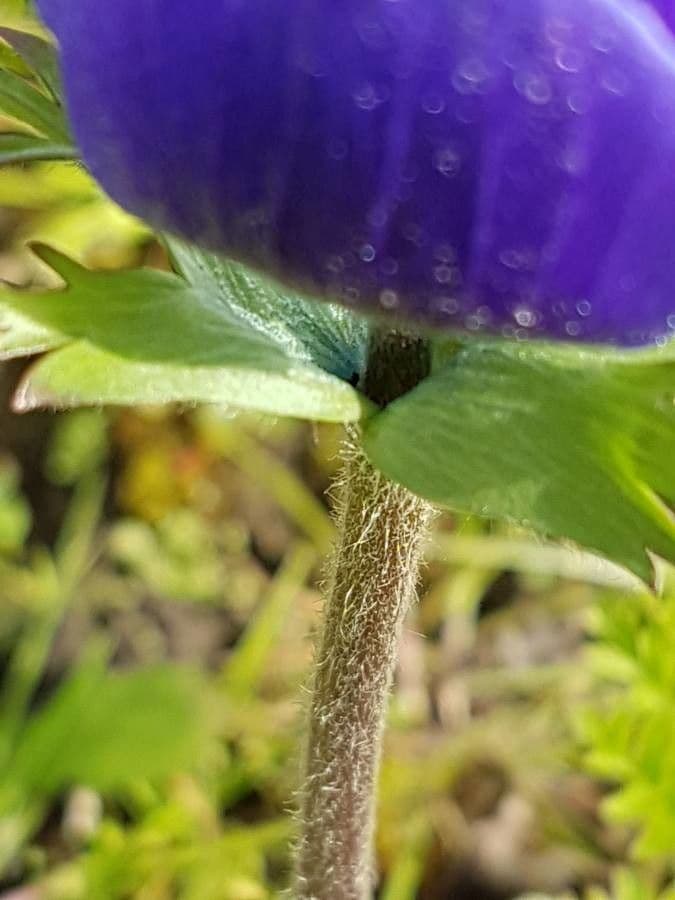 Kronen-Anemone 21