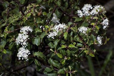 Ceanothus 8
