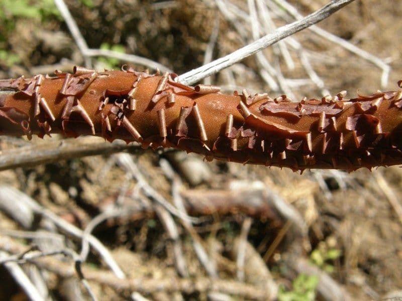 Arbutus patula