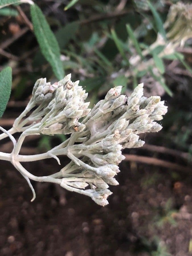 Buddleja