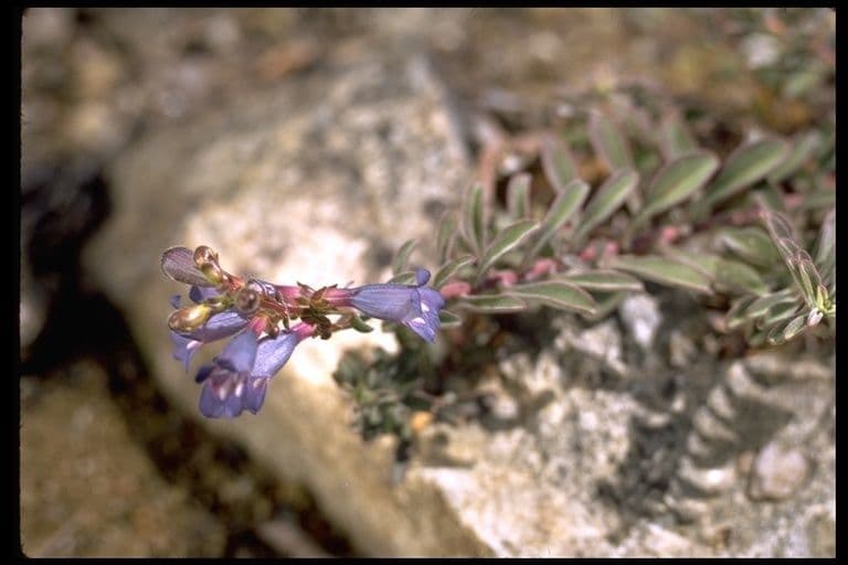 Schöne Bartblume 11