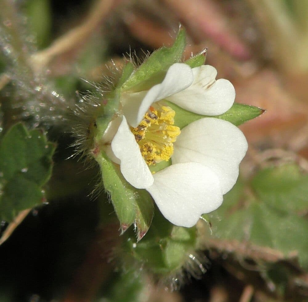Strawberryleaf cinquefoil 10