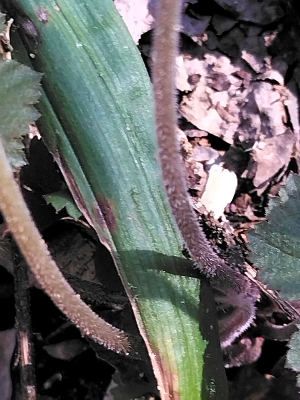 Schaumblüte 20