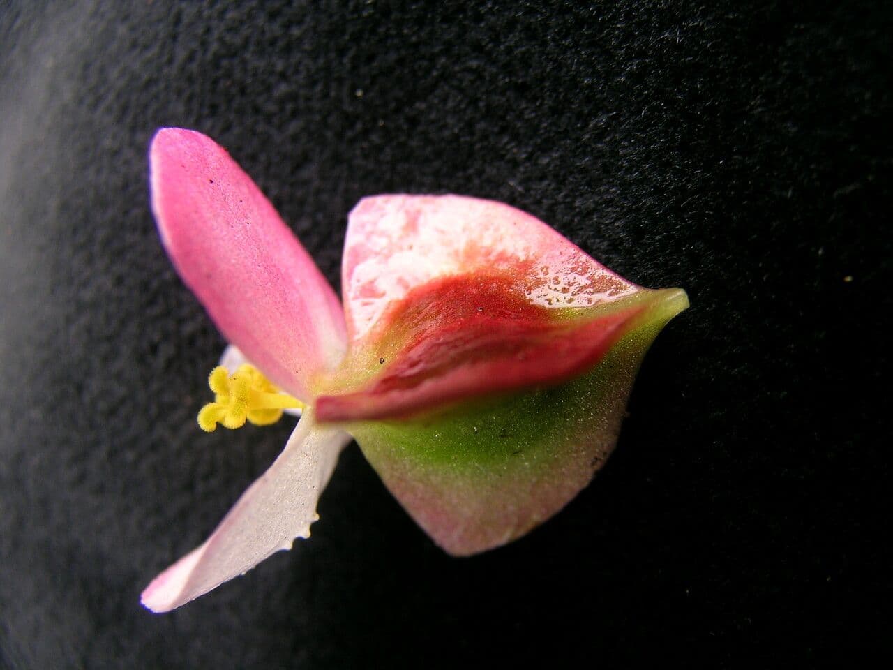 Begonia 3