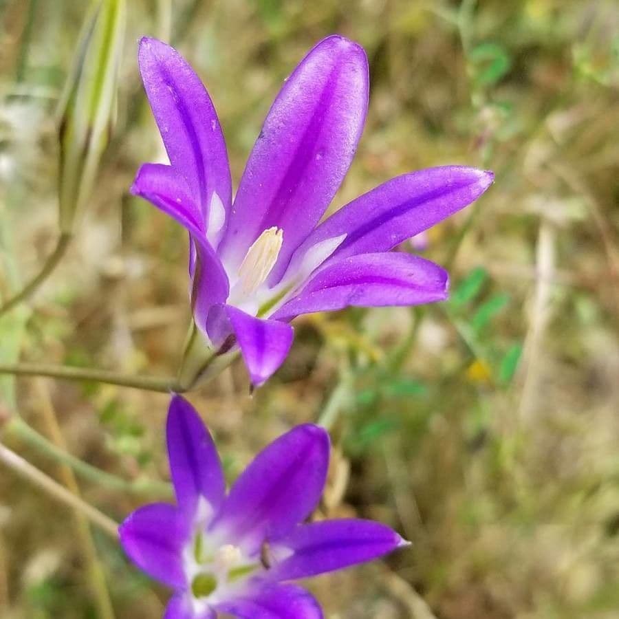 Brodiaea elegans 5