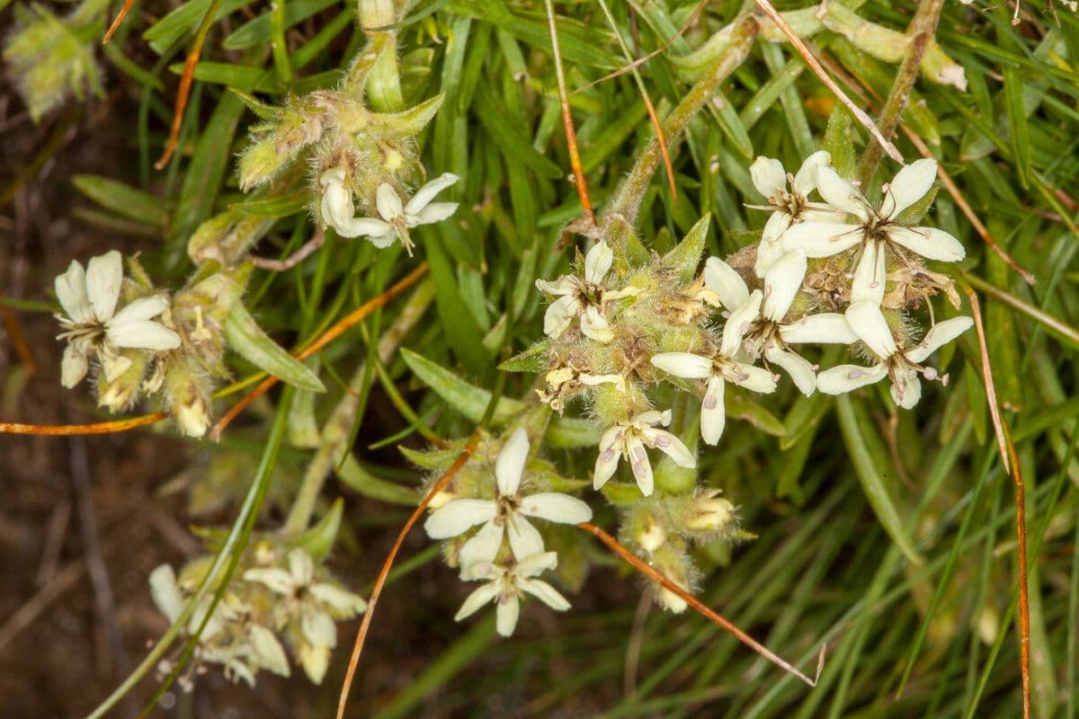 Saponaria gialla 14
